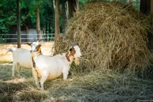 ecozootopia ardeche buissonniere chevre foin