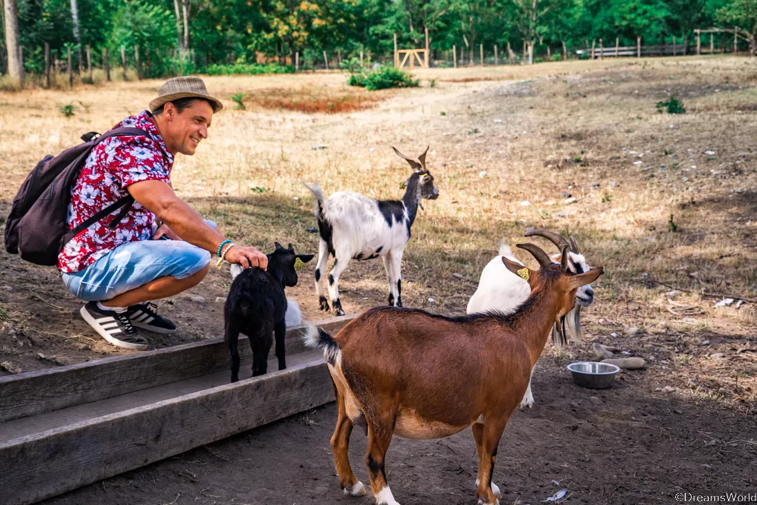 ecozootopia ardeche buissonniere chevre