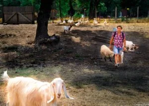 ecozootopia ardeche buissonniere brebis