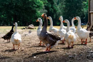 ecozootopia ardeche buissonniere oies