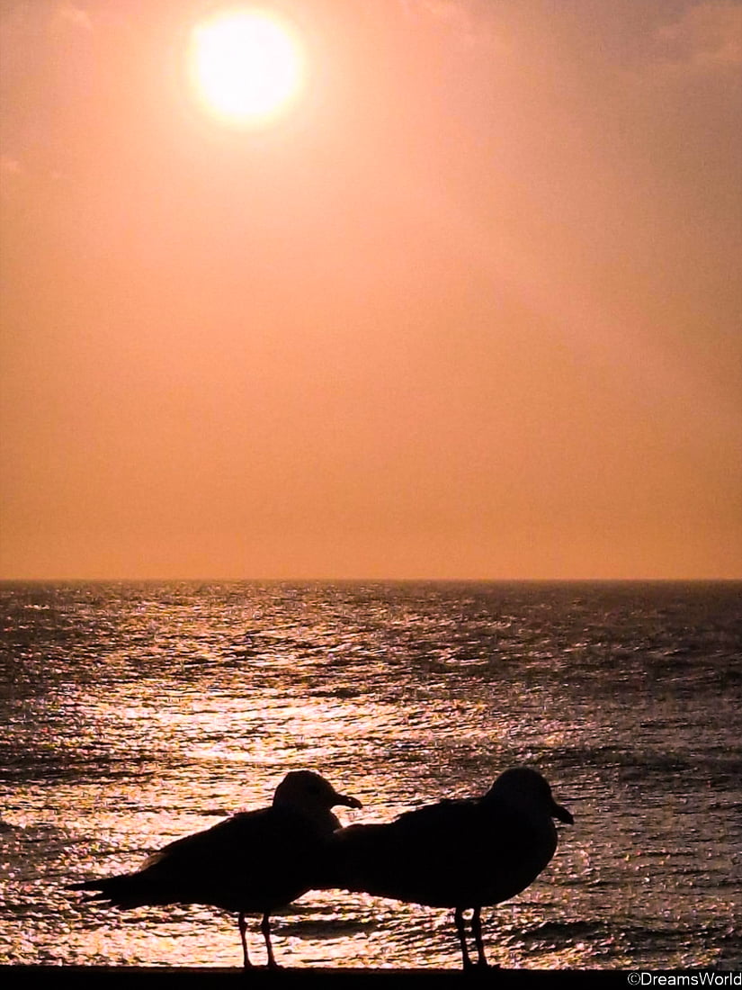 coucher de soleil goeland